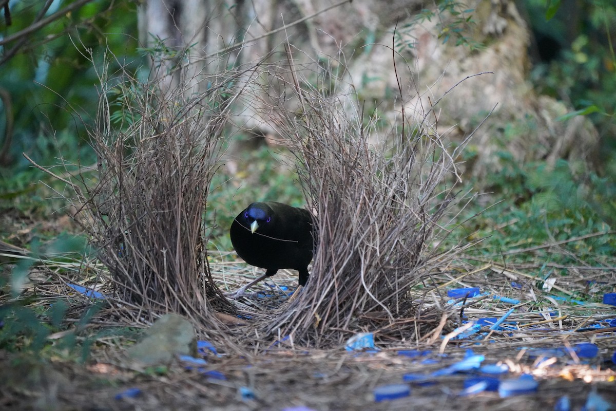 Satin Bowerbird - ML620406336