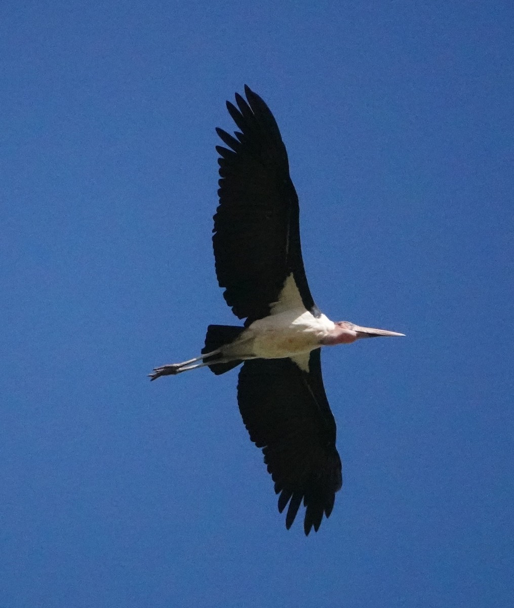 Marabou Stork - ML620406346