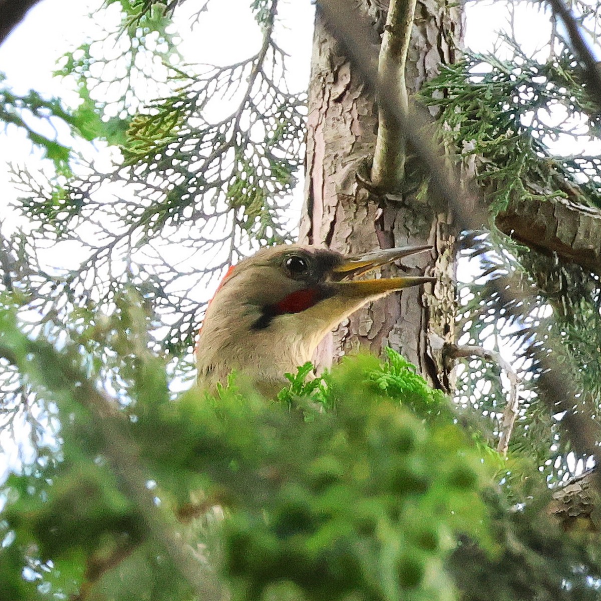 Japanese Woodpecker - ML620406358