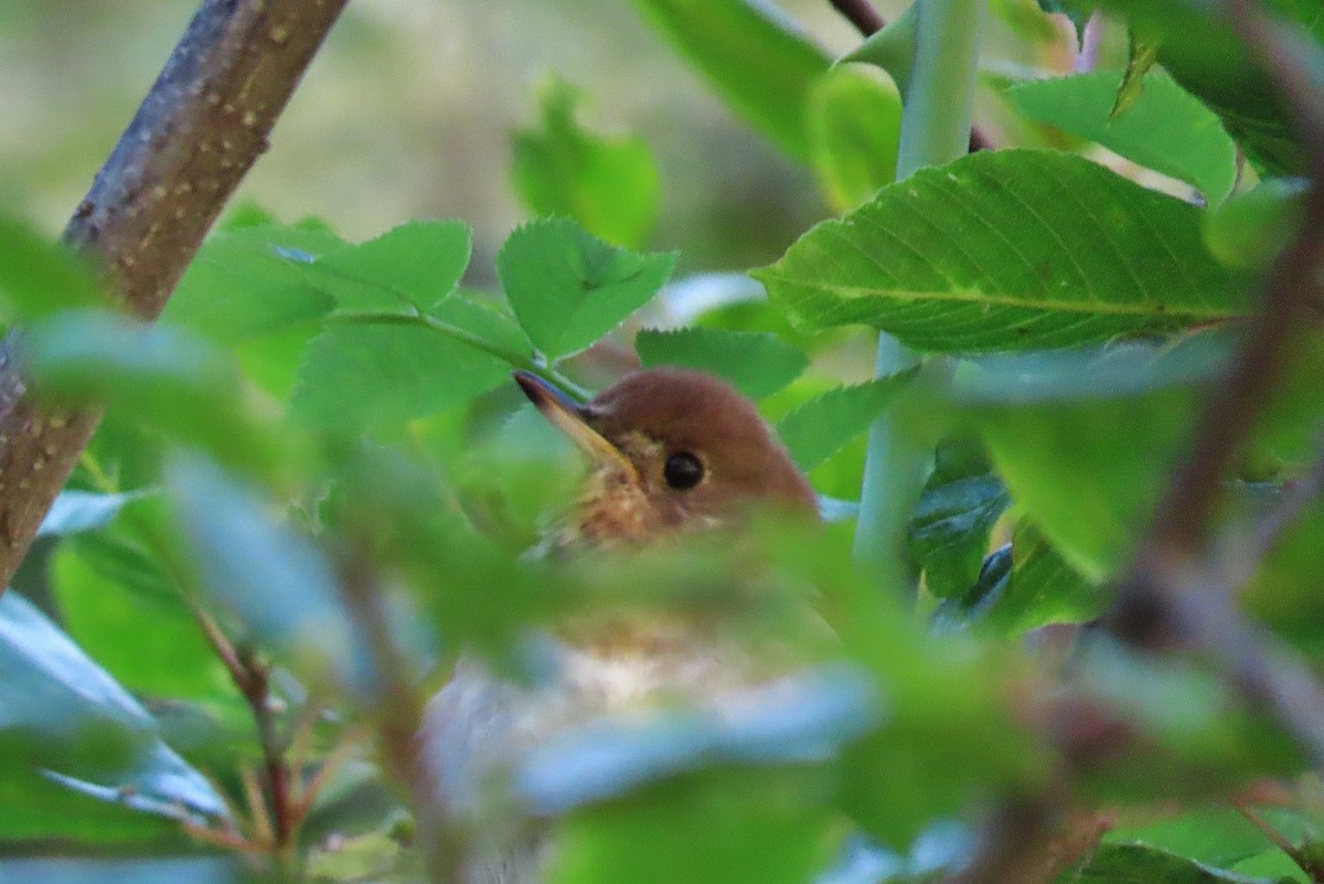 Veery - ML620406372