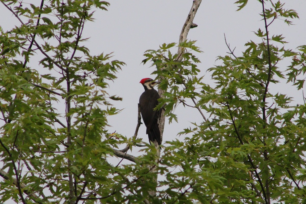 Pileated Woodpecker - ML620406379