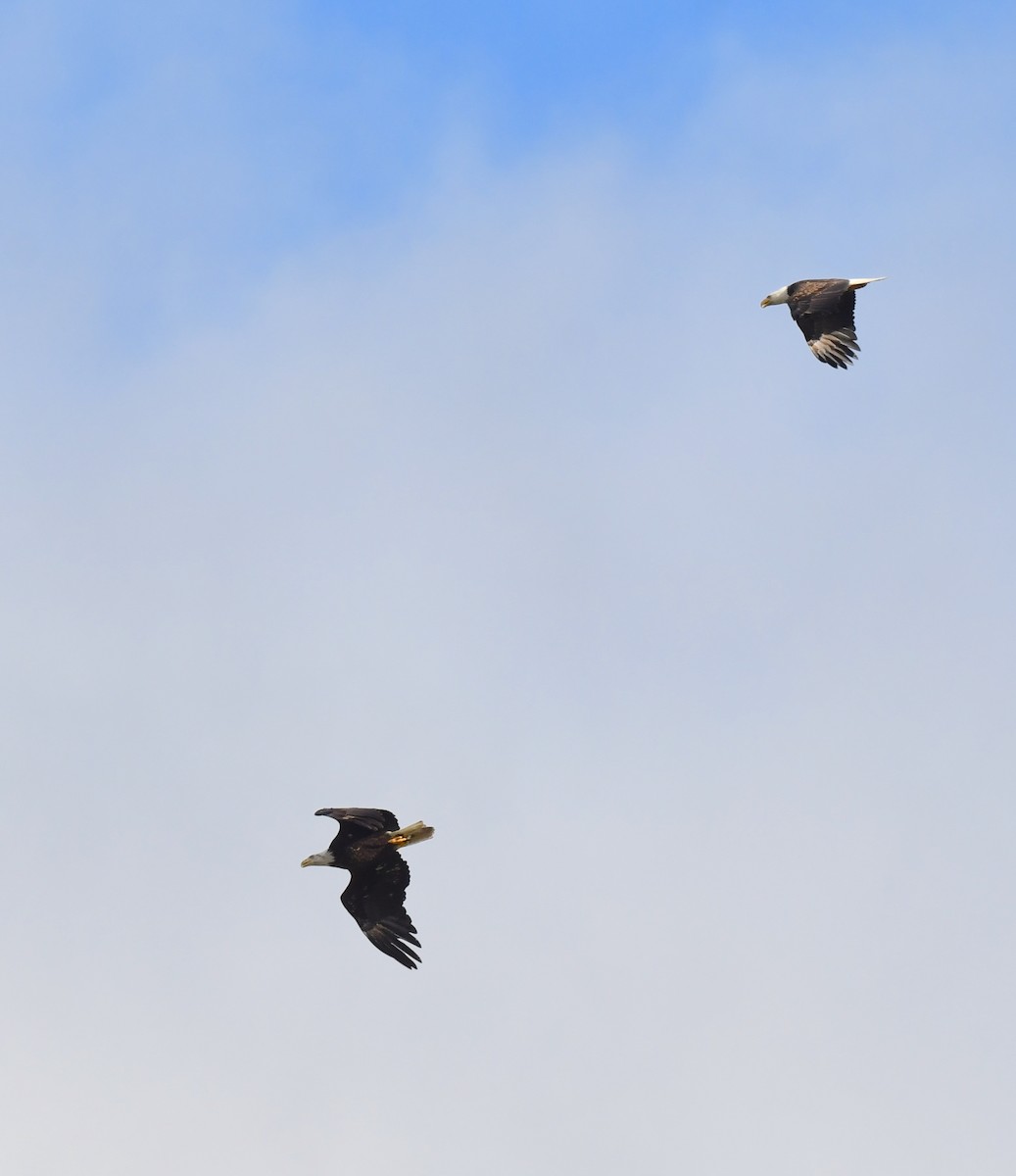 Bald Eagle - ML620406382