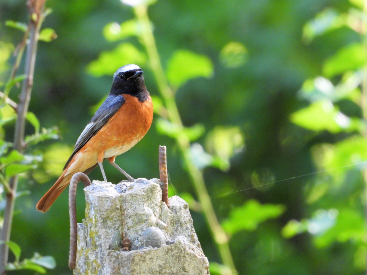 Common Redstart - ML620406383