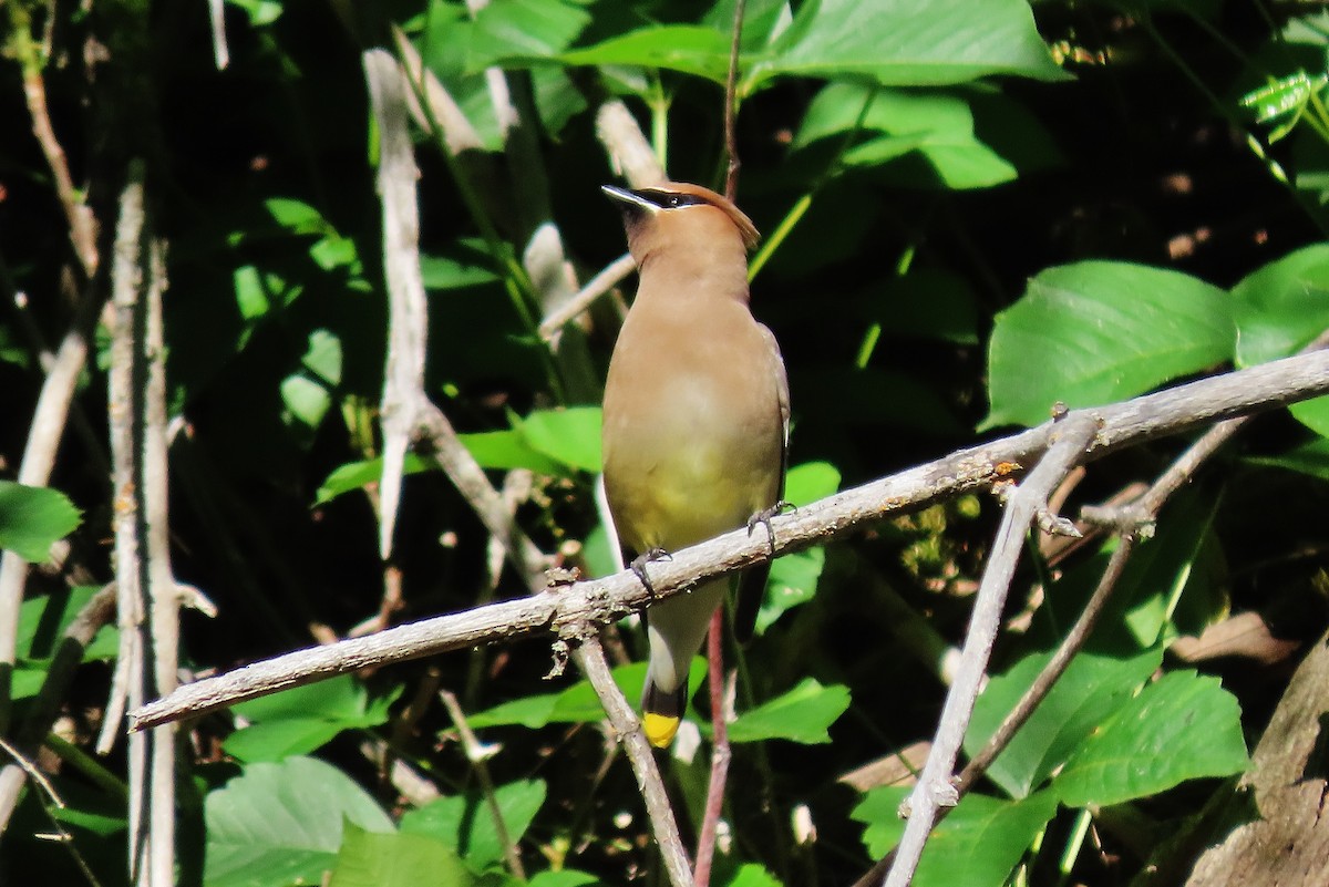 Cedar Waxwing - ML620406385