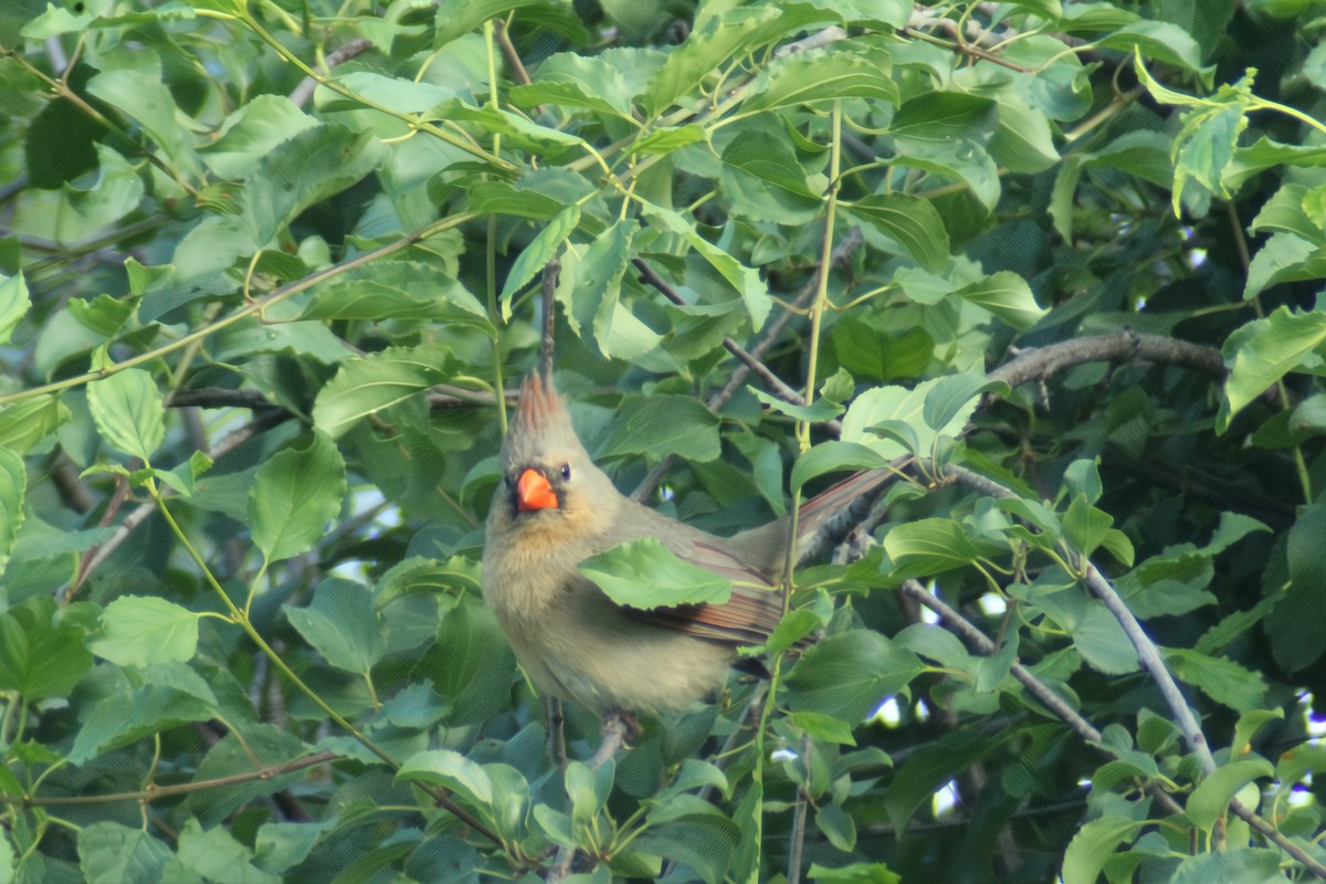 Northern Cardinal - ML620406386