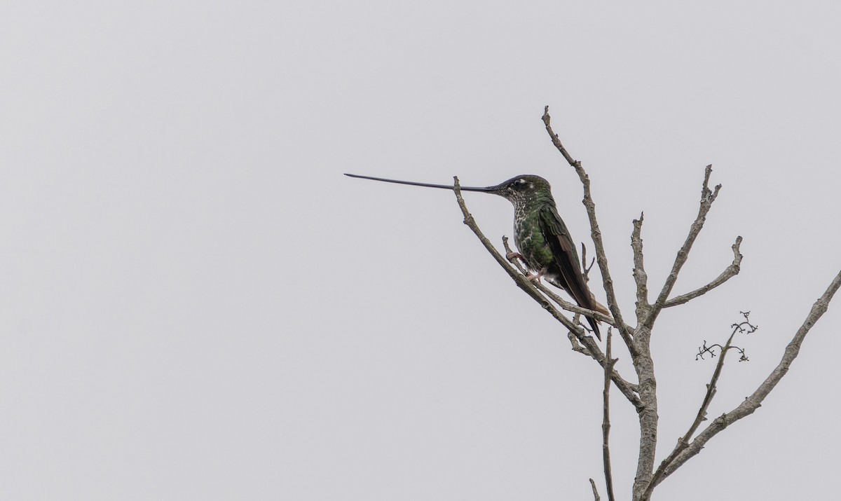 Sword-billed Hummingbird - ML620406394