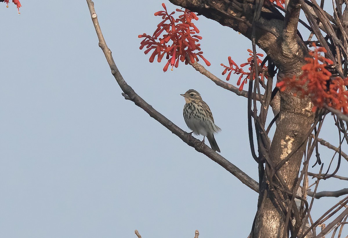 Olive-backed Pipit - ML620406395