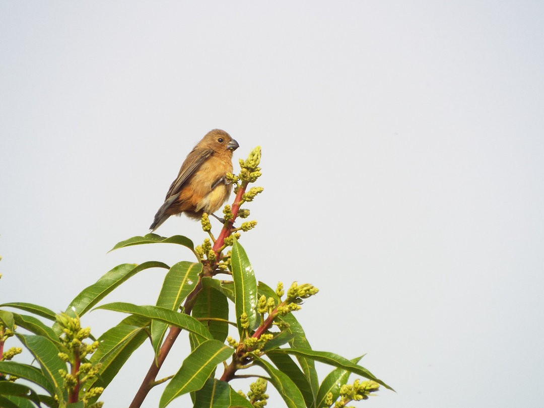 Double-collared Seedeater - ML620406405