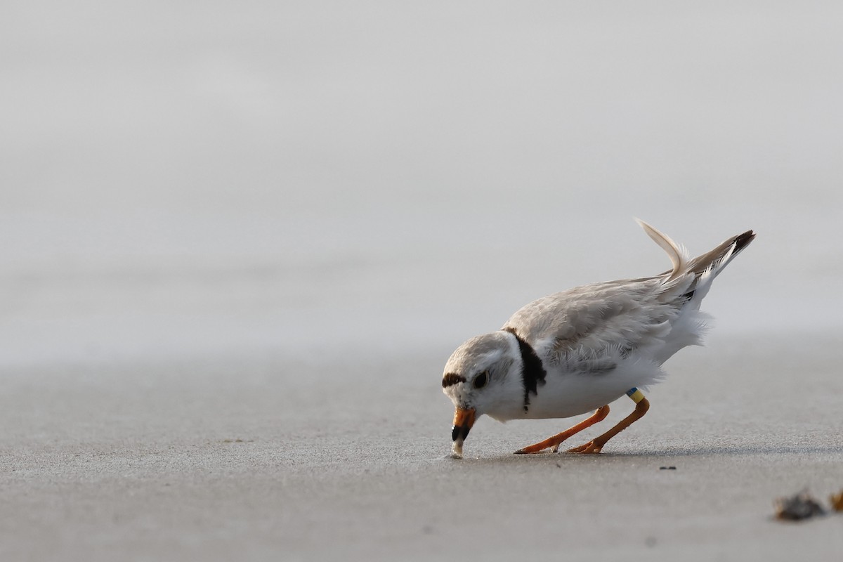 Piping Plover - ML620406410