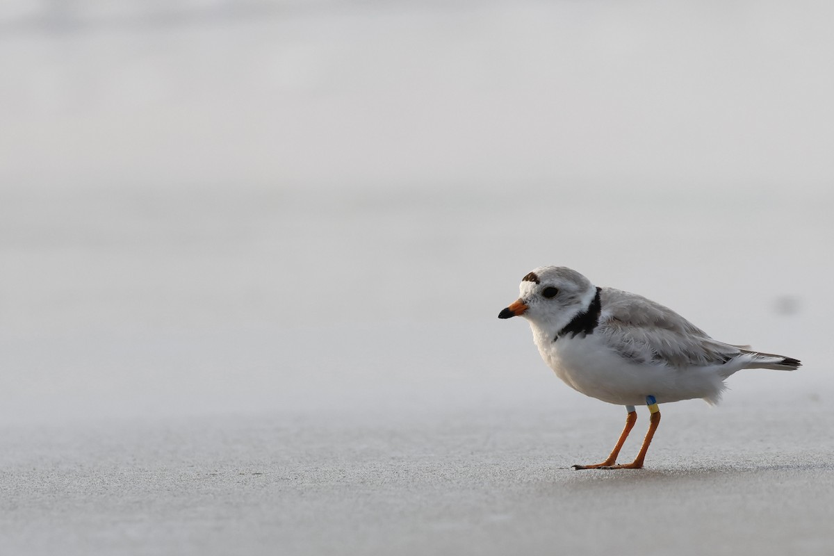 Piping Plover - ML620406411