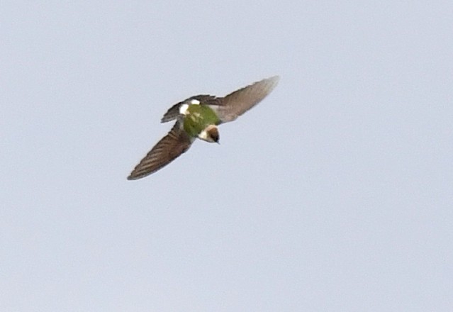 Violet-green Swallow - ML620406429