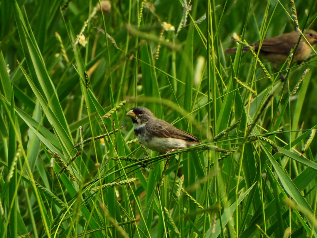 Double-collared Seedeater - ML620406430