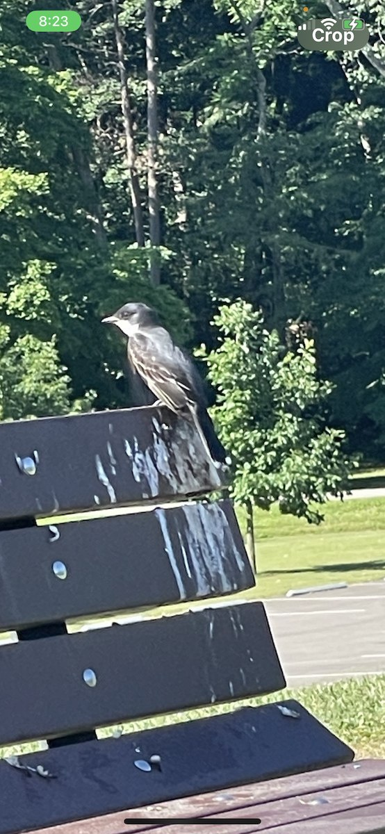 tyran obecný - ML620406447