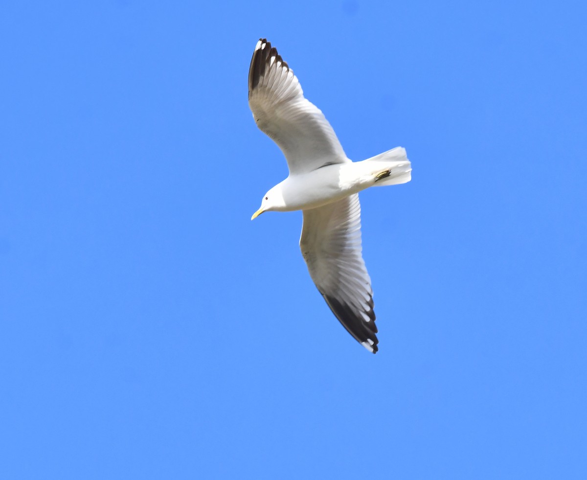 Short-billed Gull - ML620406450