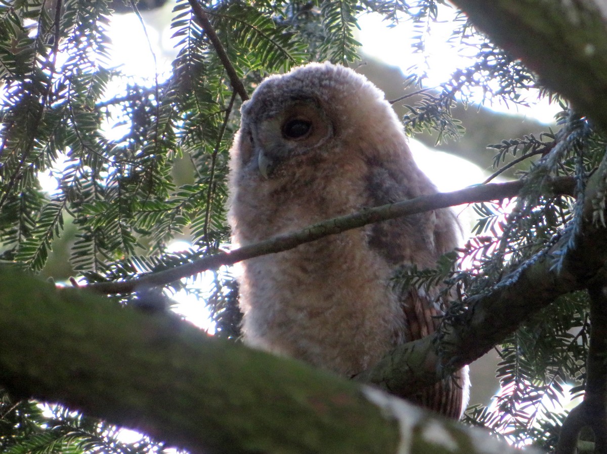 Tawny Owl - ML620406455