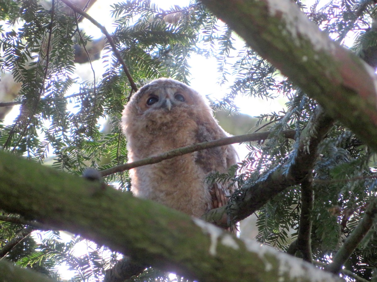 Tawny Owl - Anja Hammes
