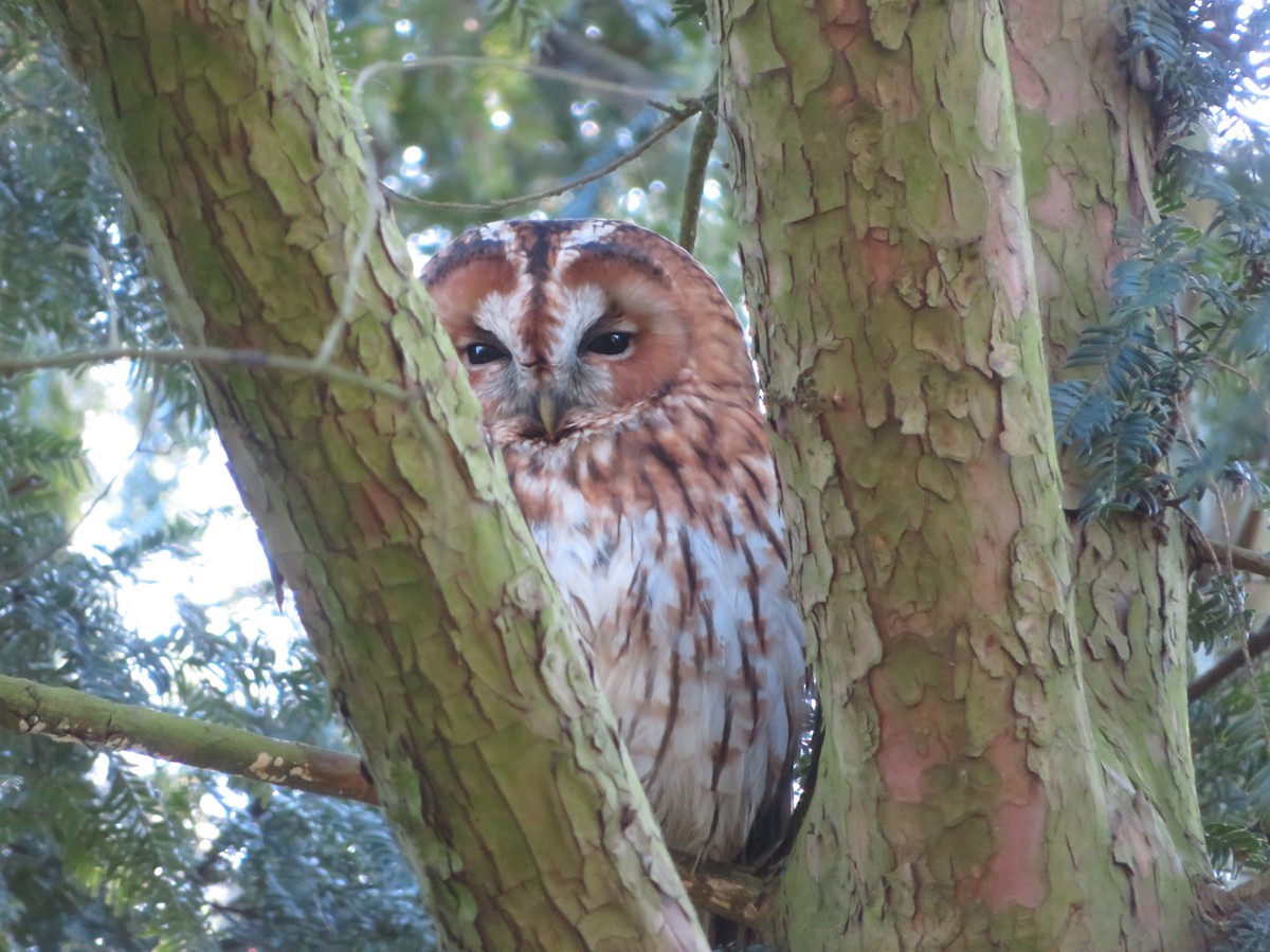 Tawny Owl - ML620406457