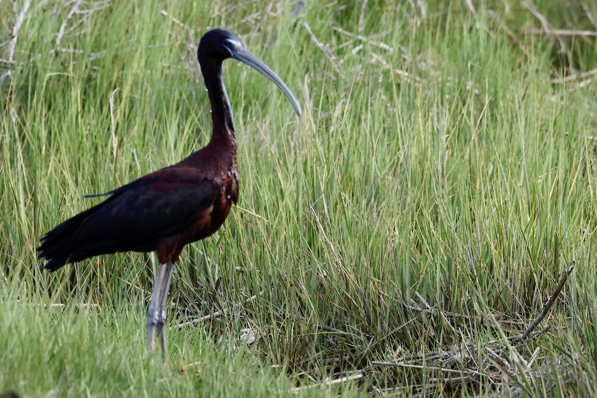 ibis hnědý - ML620406458