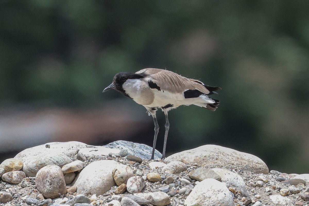 River Lapwing - ML620406460