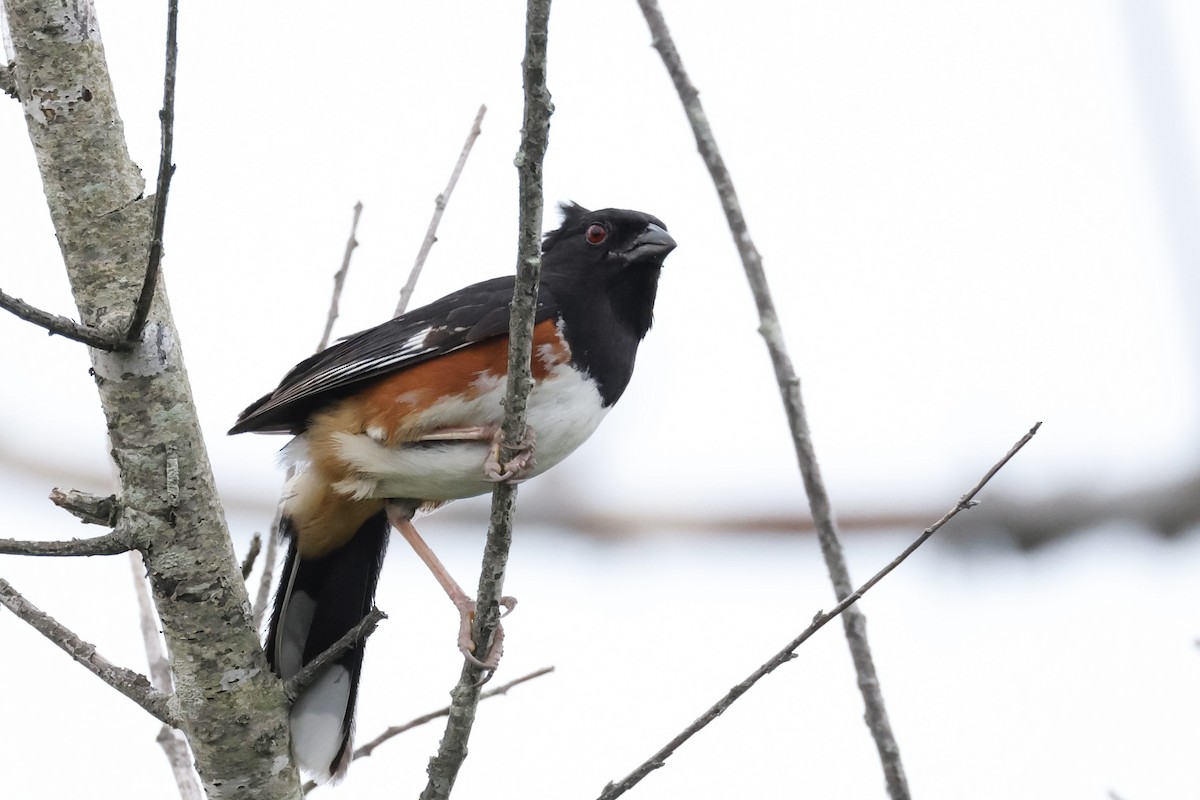 Eastern Towhee - ML620406466