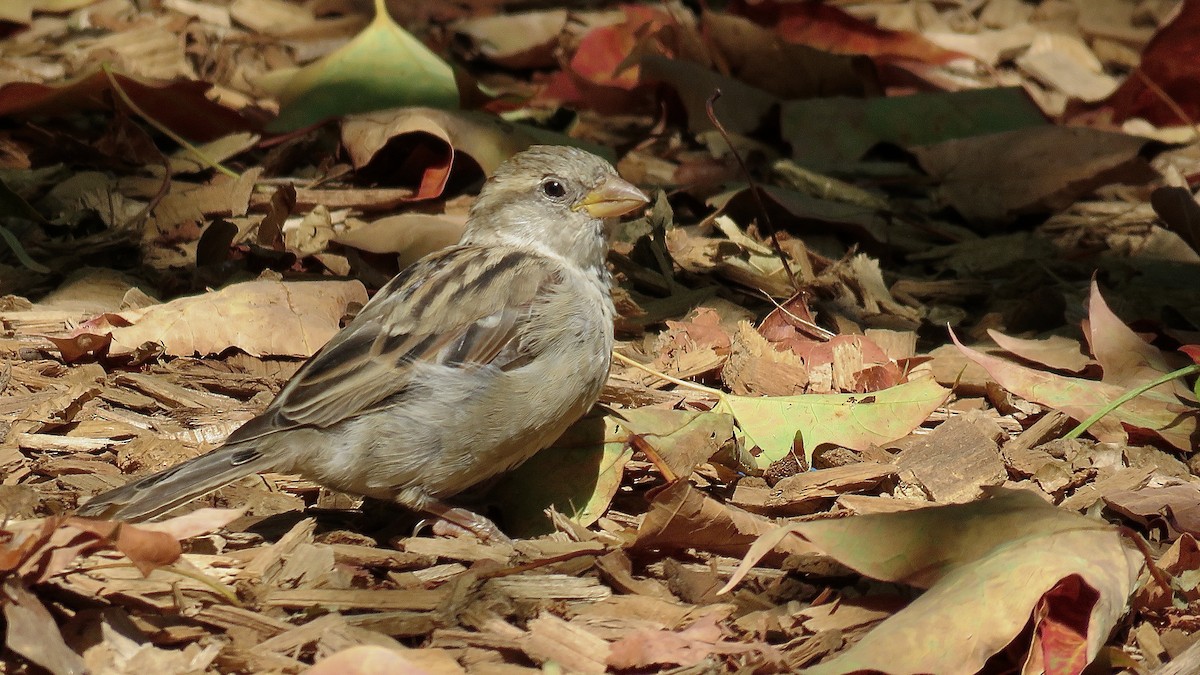 House Sparrow - ML620406469