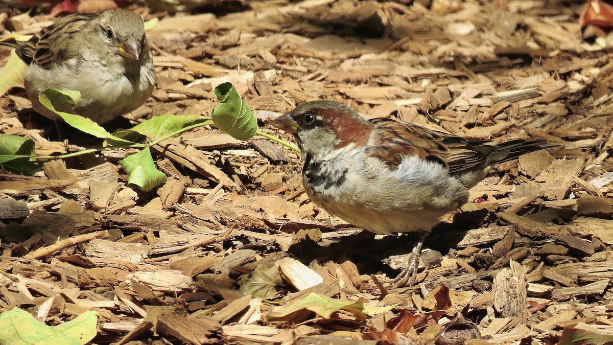 House Sparrow - ML620406470