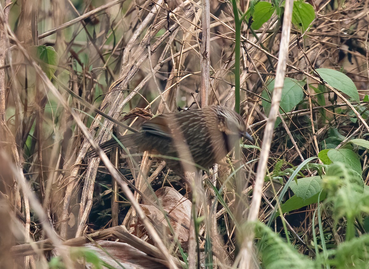 Striped Laughingthrush - ML620406481