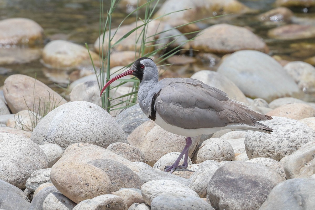 Picoibis - ML620406491