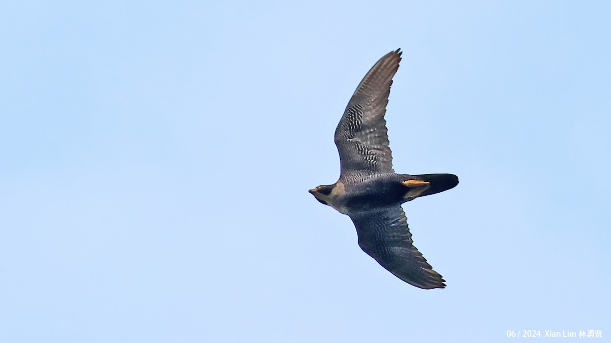 Peregrine Falcon - ML620406503