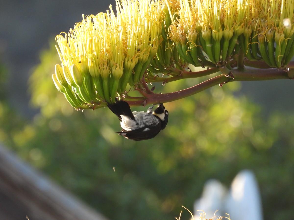 Acorn Woodpecker - ML620406505