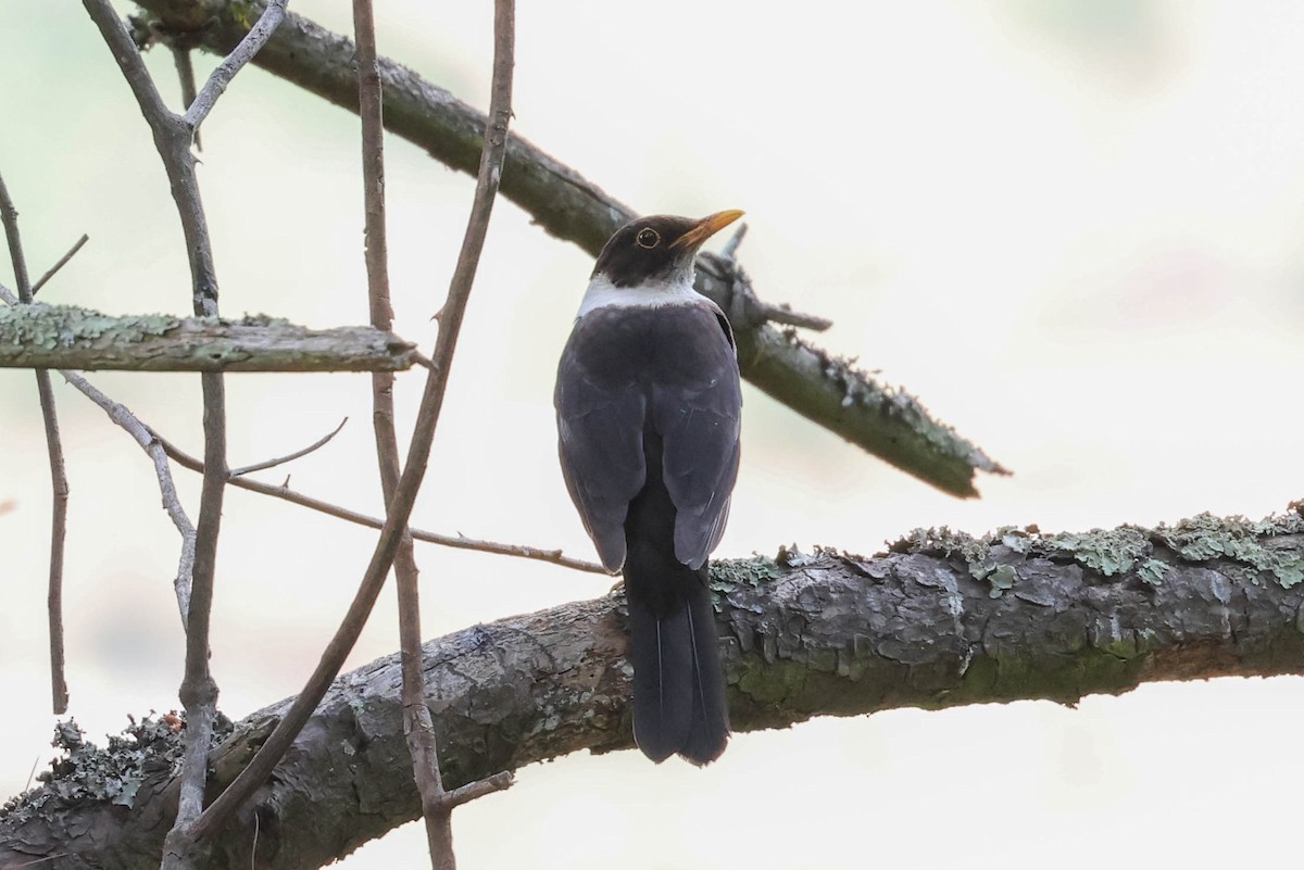 White-collared Blackbird - ML620406506