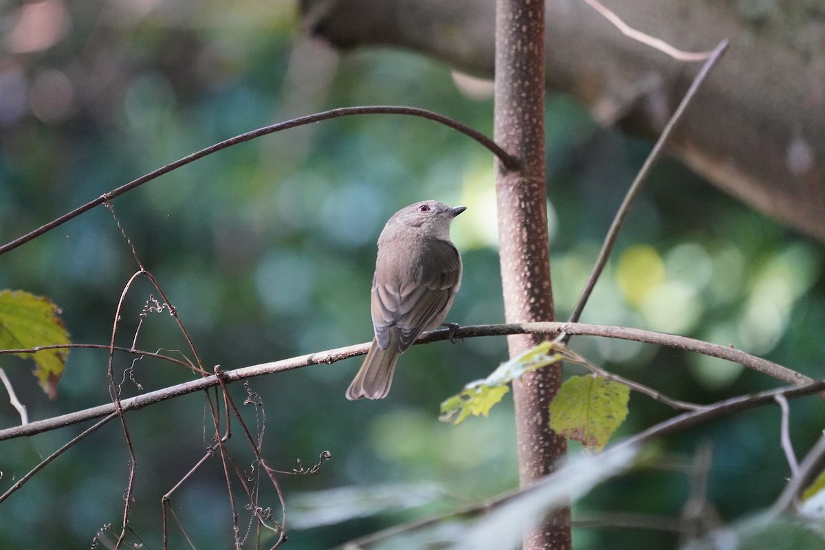 Golden Whistler - ML620406515