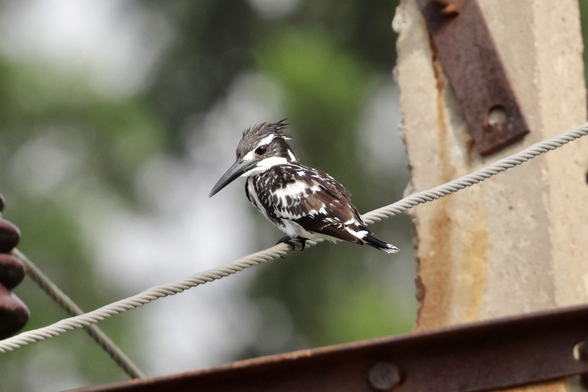 Pied Kingfisher - ML620406522