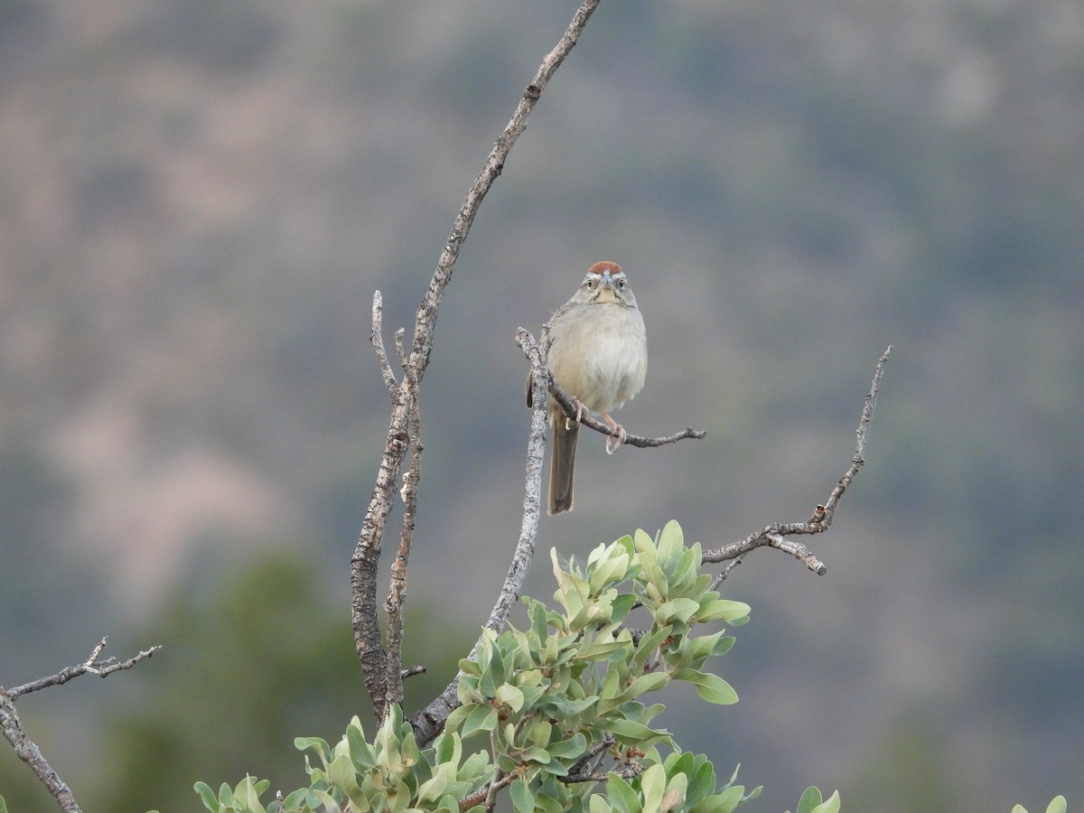 Rufous-crowned Sparrow - John  Paalvast