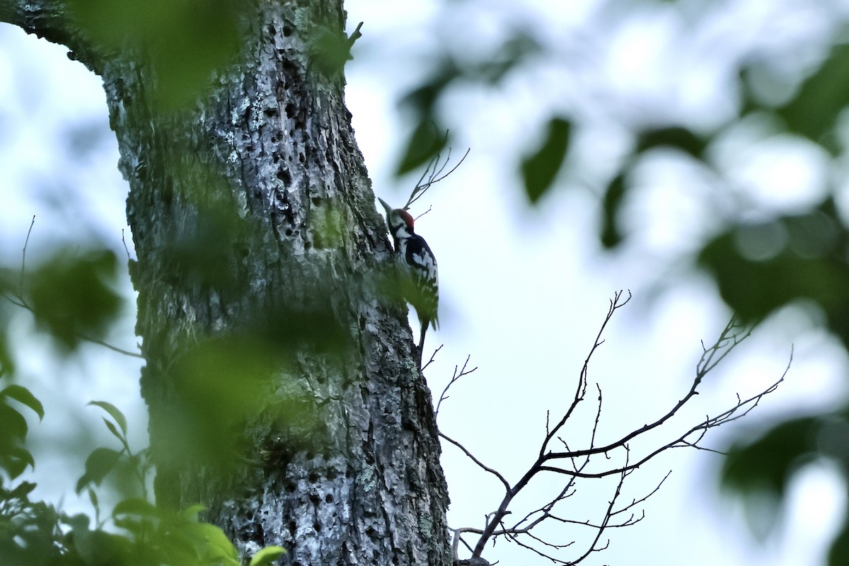 White-backed Woodpecker - ML620406560