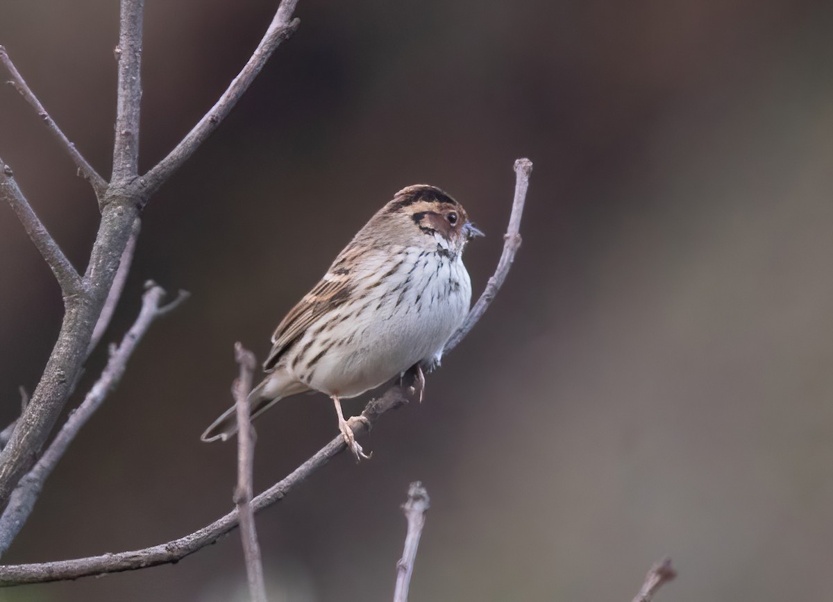 Little Bunting - Sathyan Meppayur