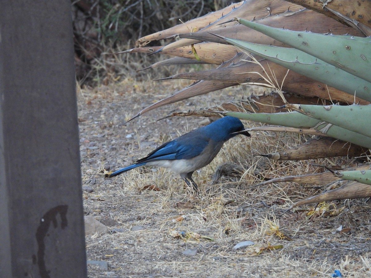 Mexican Jay - ML620406578