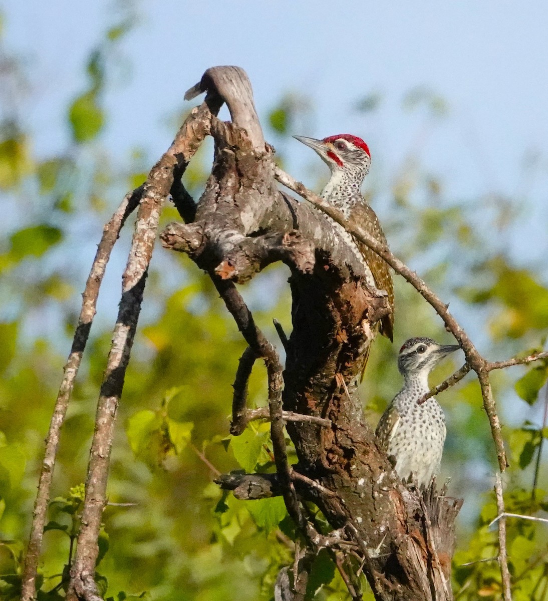 Nubian Woodpecker - ML620406581