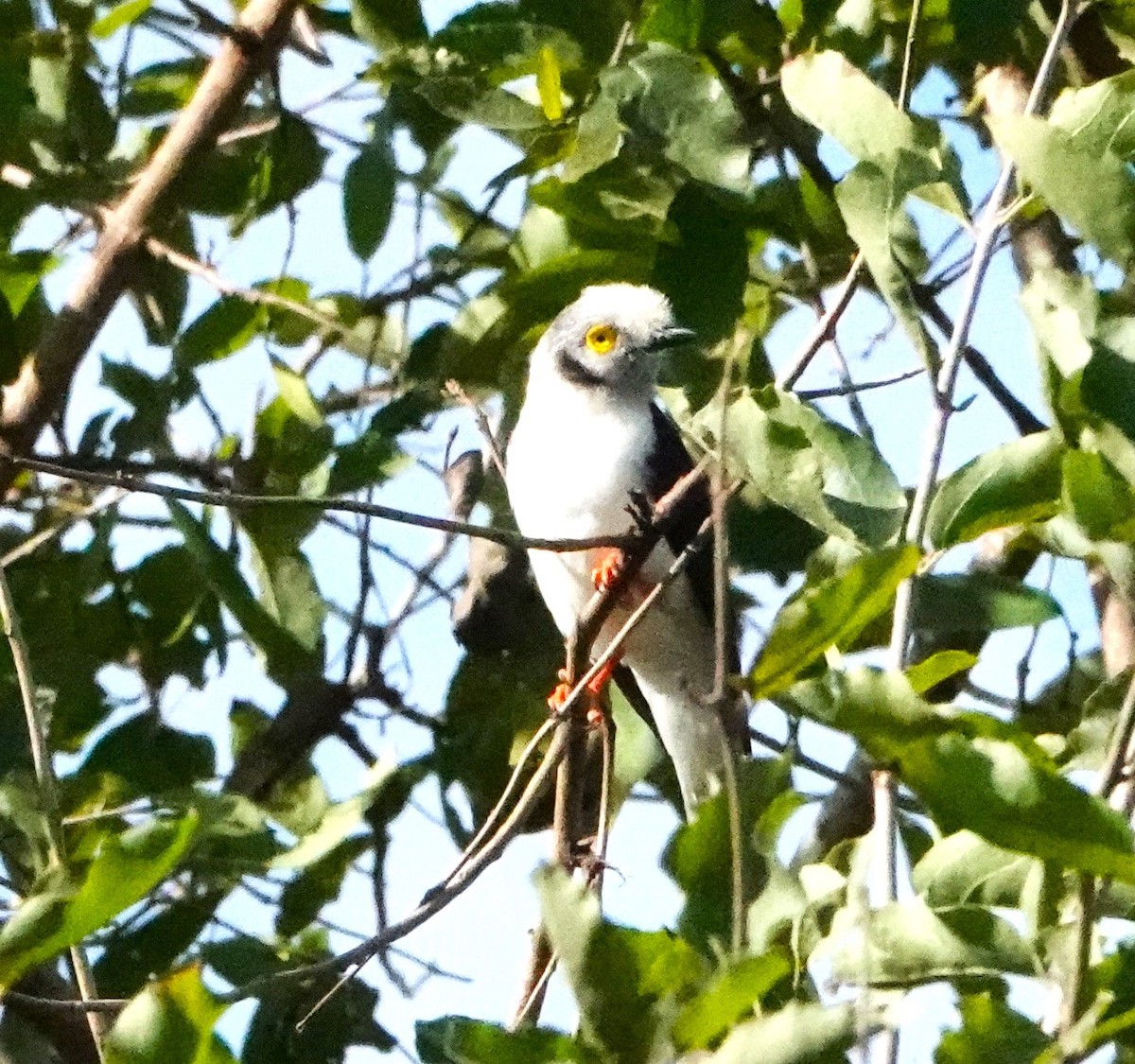 White Helmetshrike - ML620406585