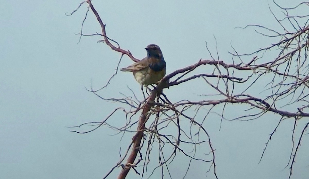 Bluethroat (Red-spotted) - ML620406589