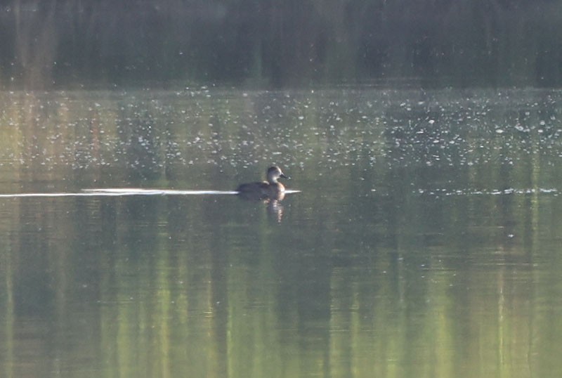 Ring-necked Duck - ML620406613