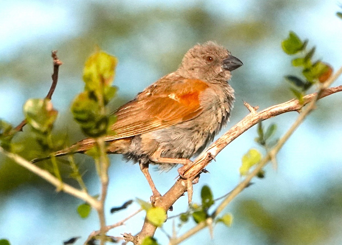Parrot-billed Sparrow - ML620406623