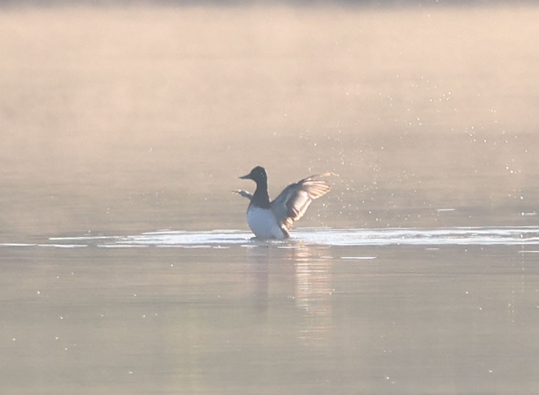 Lesser Scaup - ML620406627