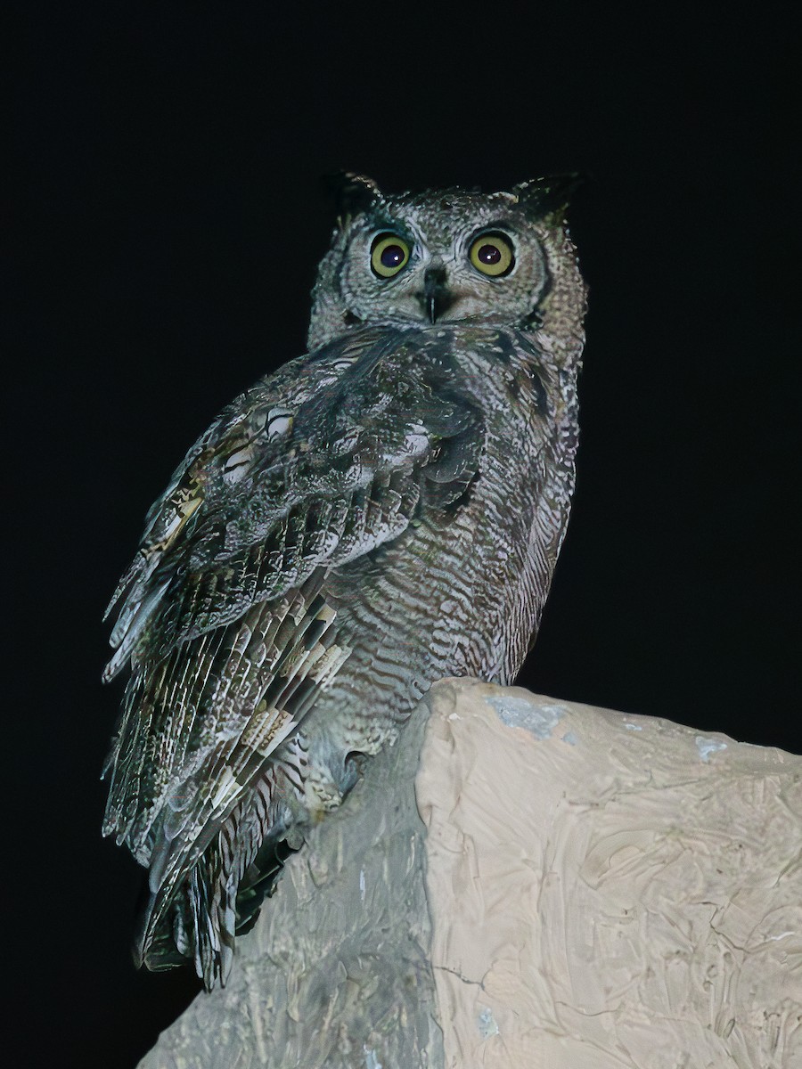 Arabian Eagle-Owl - ML620406629