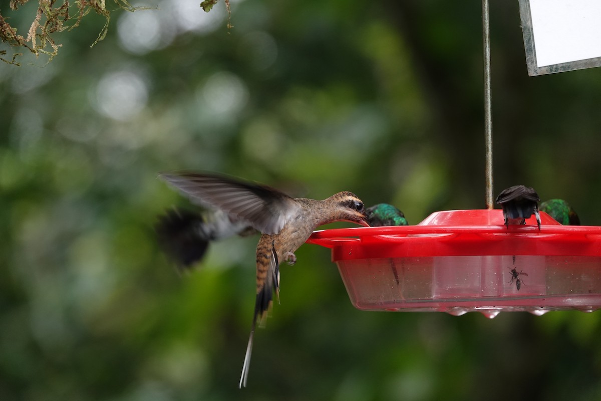 Long-billed Hermit - ML620406635