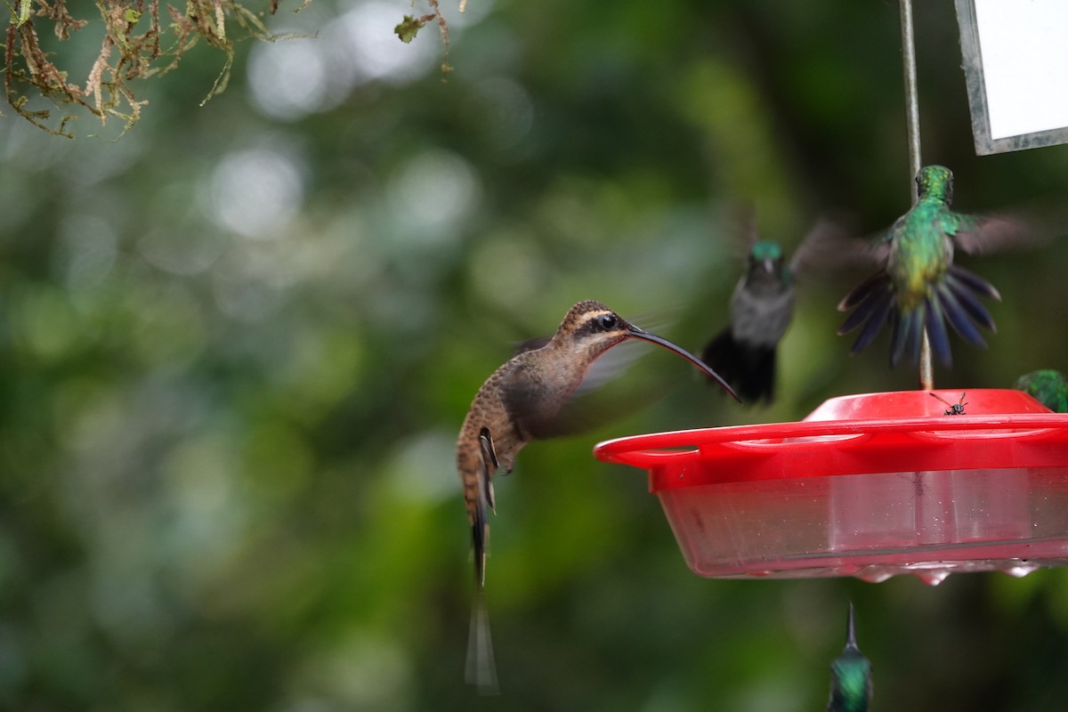 Длинноклювый колибри-отшельник - ML620406636