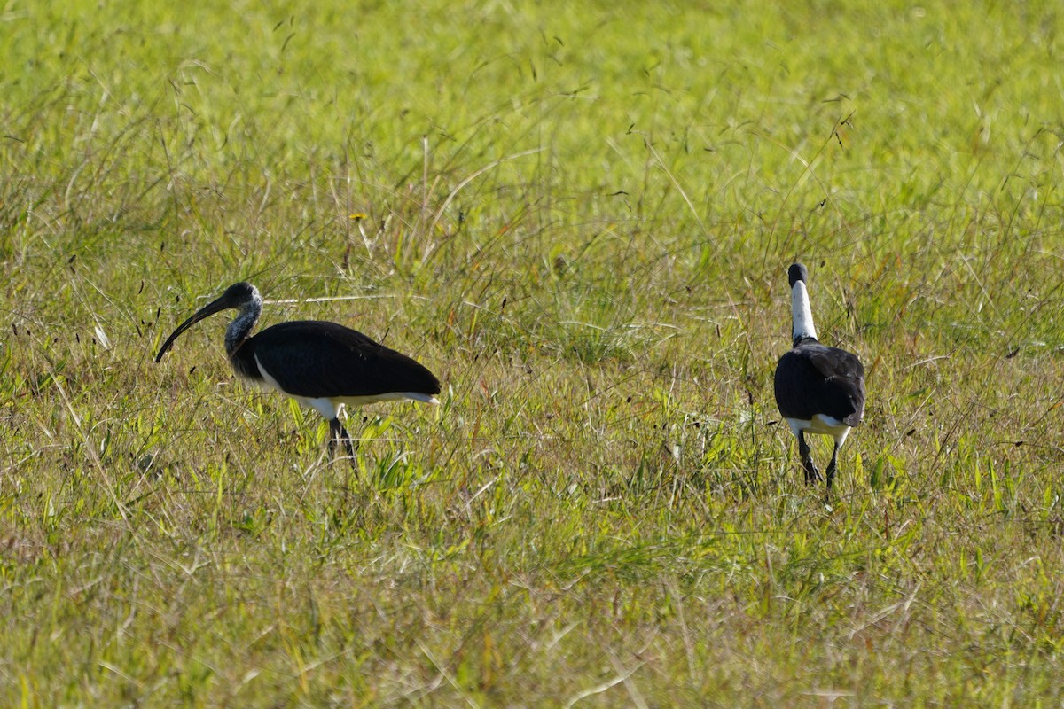 Straw-necked Ibis - ML620406639