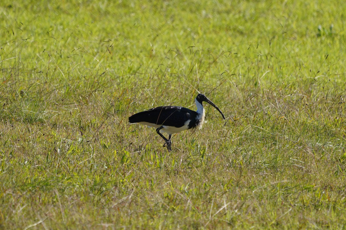 ibis slámokrký - ML620406640