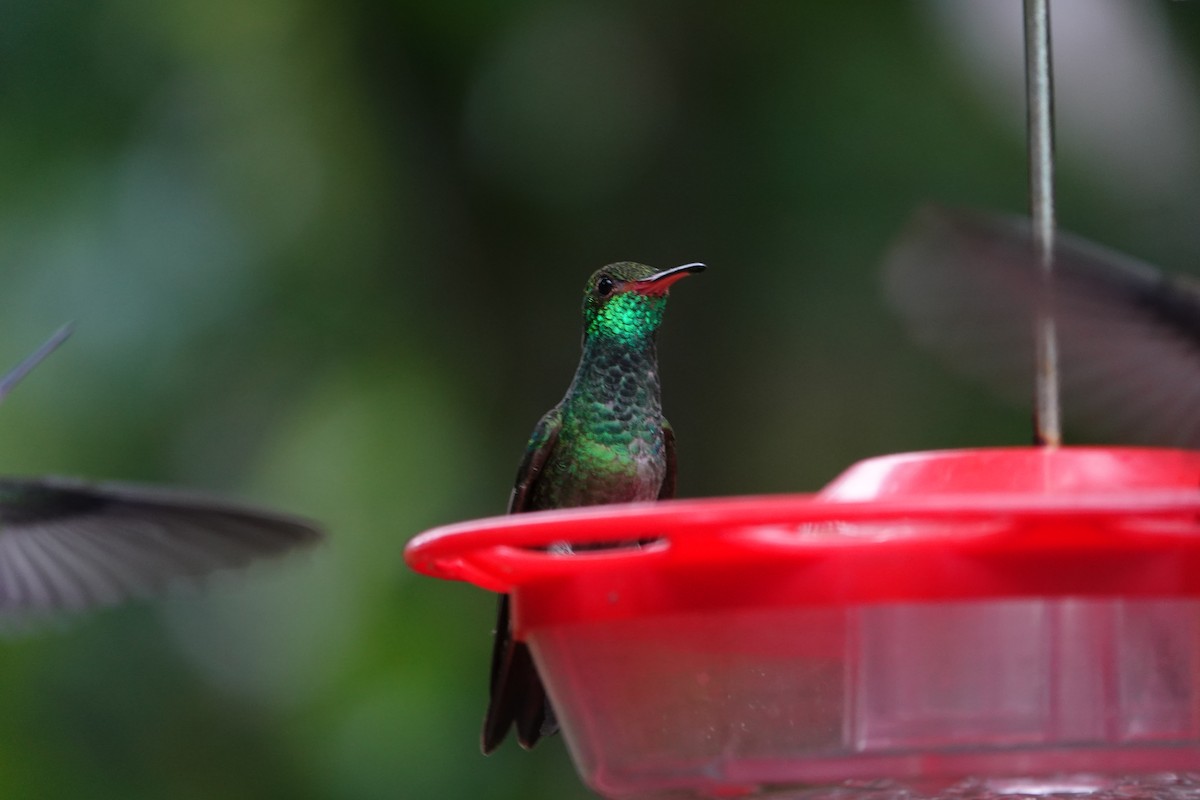 Rufous-tailed Hummingbird - ML620406647