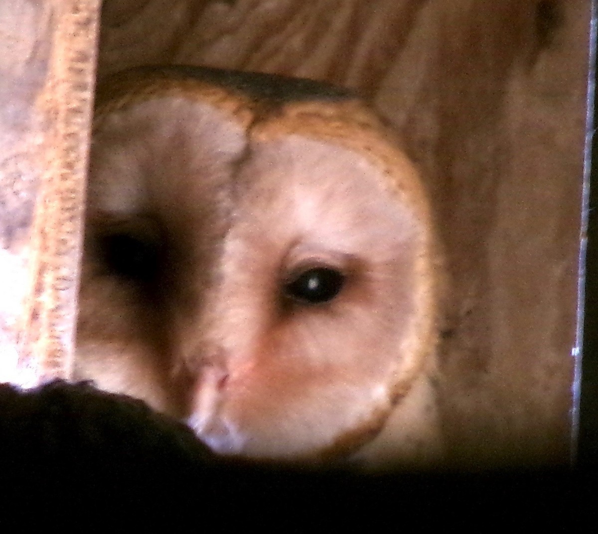 Barn Owl - ML620406656